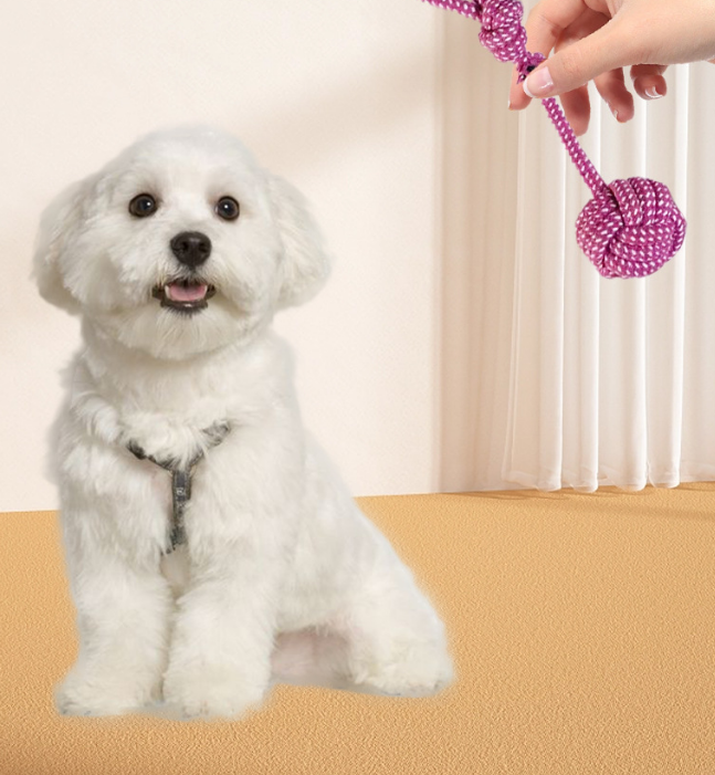 10-Piece Pet Toy Set UAE – Fun Toys for Cats & Dogs
