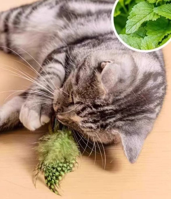 Cat Wand Toy – Realistic Bird Feather Attachments